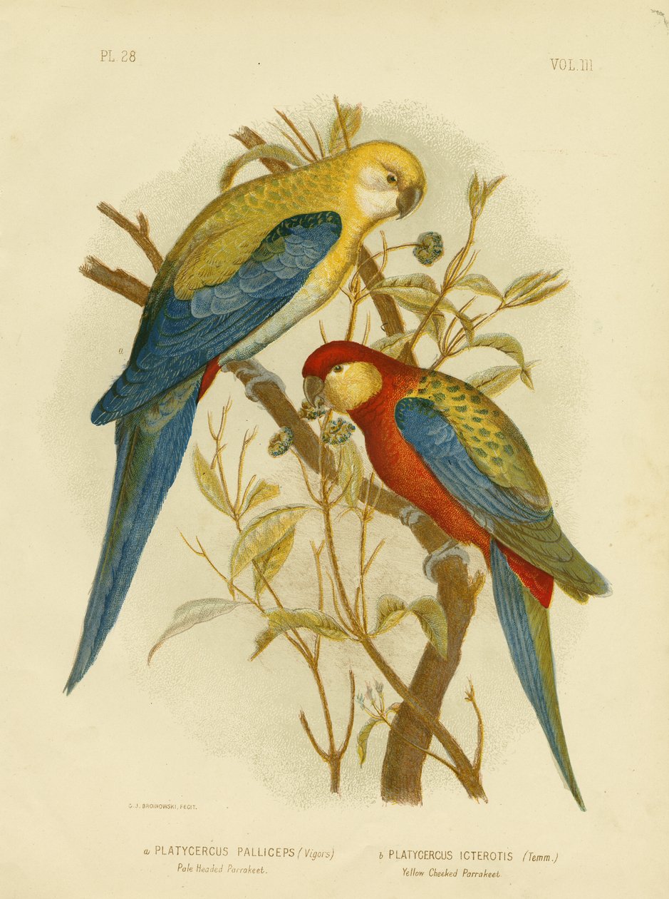 Parrocchetto Testa Pallida o Rosella Testa Pallida, 1891 da Gracius Broinowski