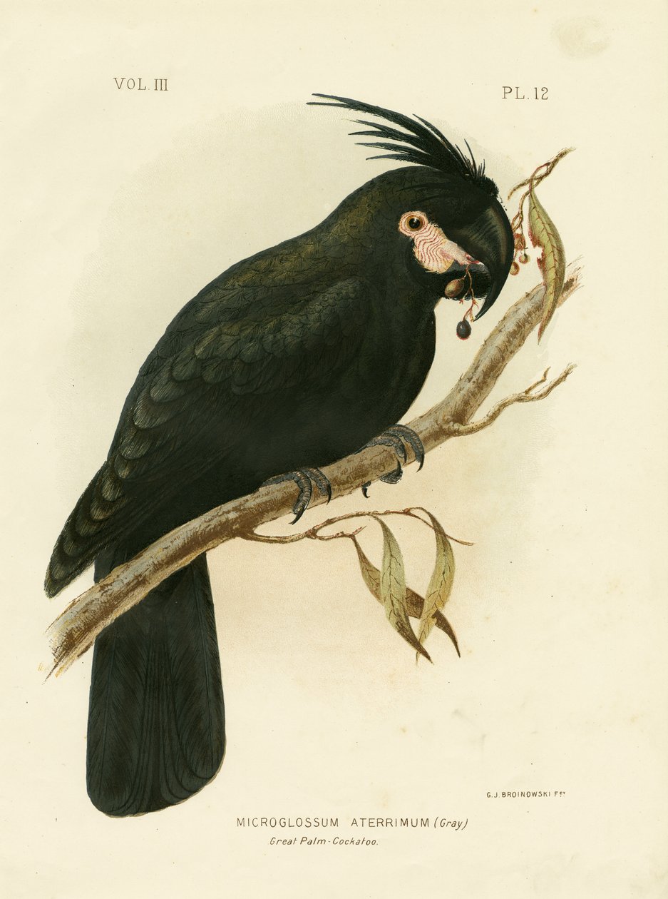 Cacatua delle palme, 1891 da Gracius Broinowski
