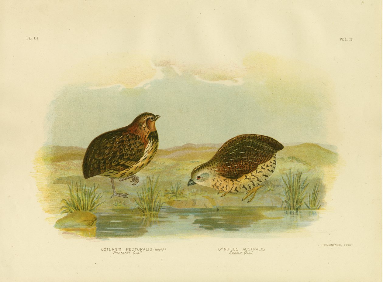 Quaglia pettorale da Gracius Broinowski