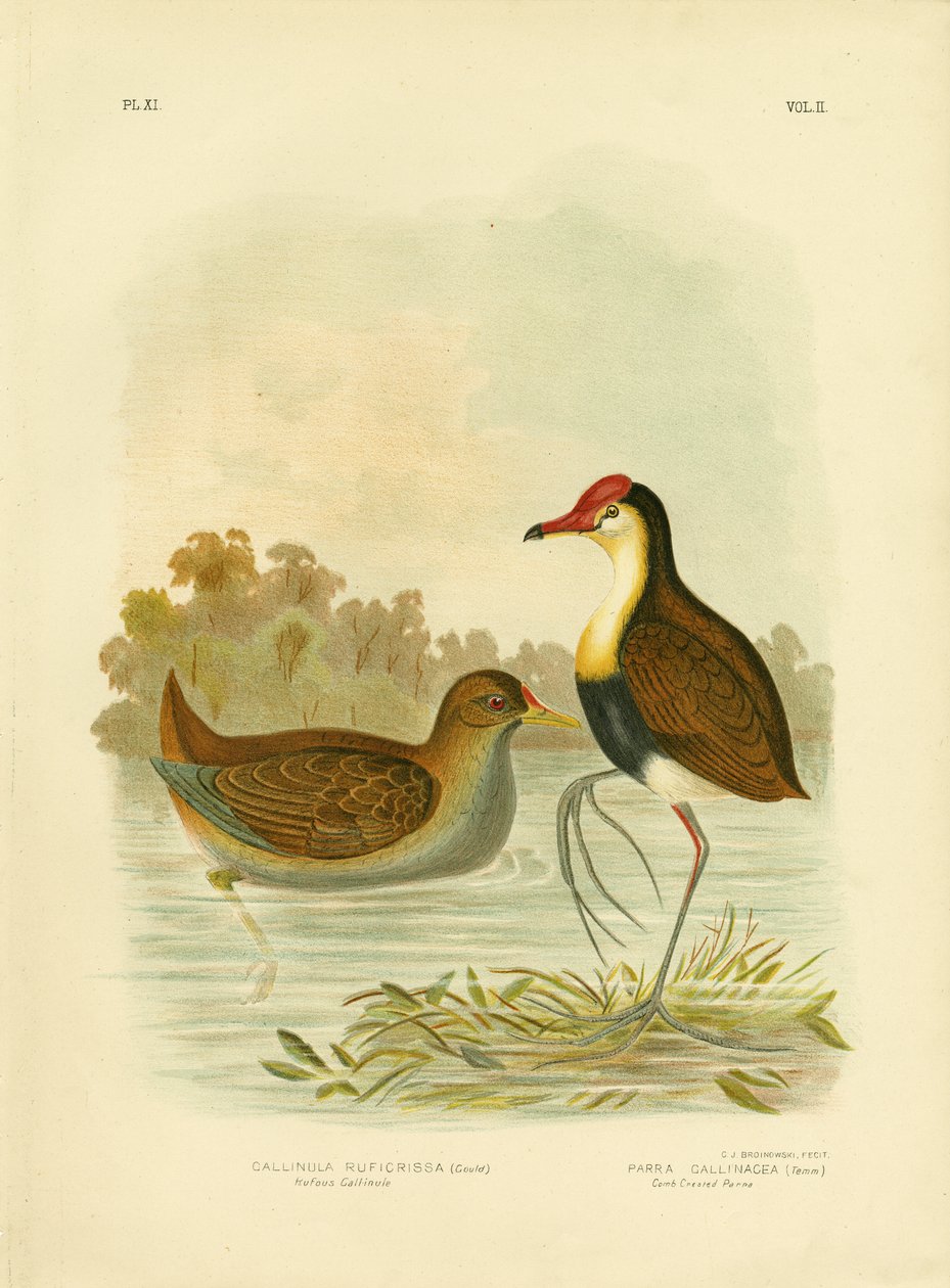 Gallinella rugginosa o gallinella dalla coda rugginosa, 1891 da Gracius Broinowski