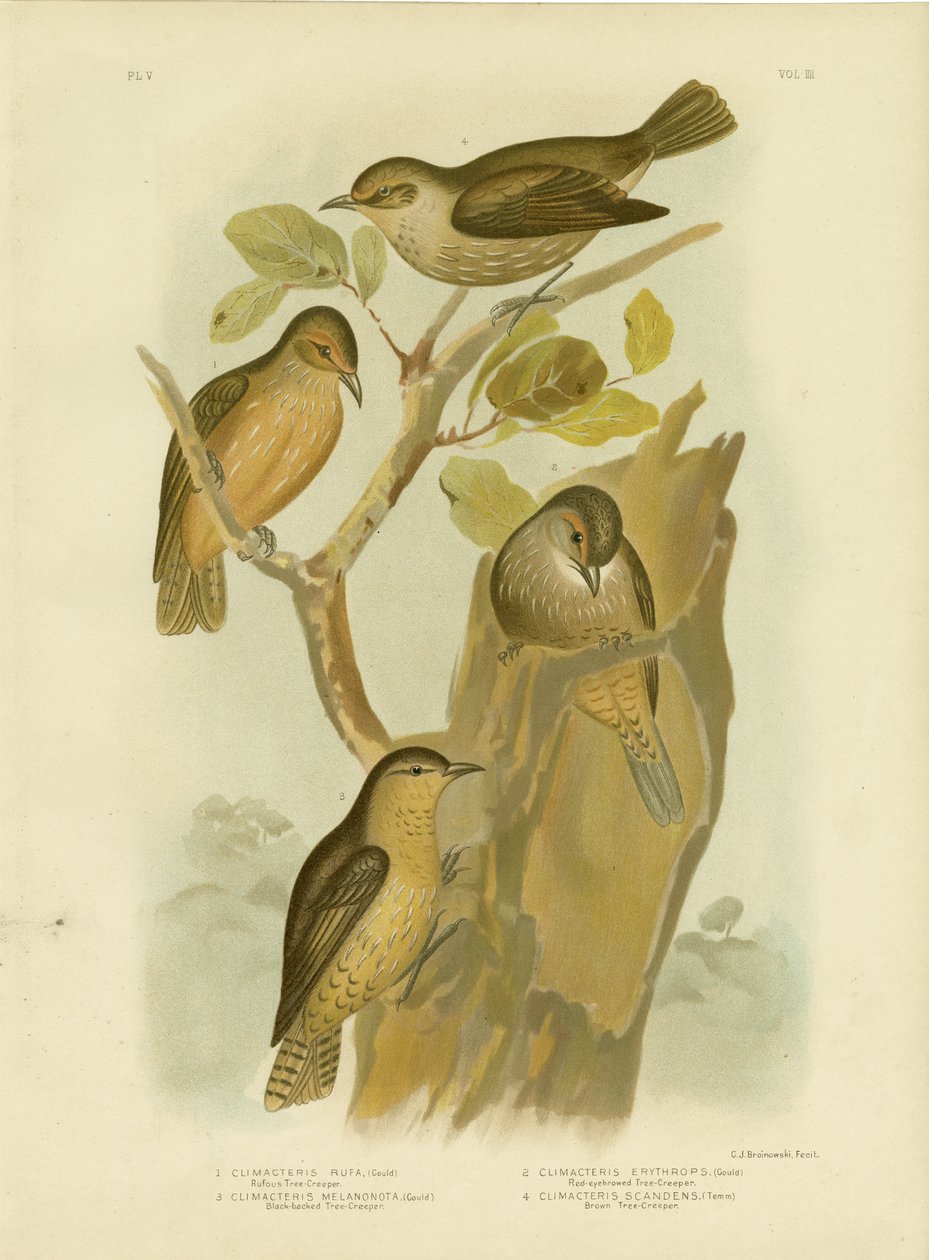 Rampichino rossiccio, 1891 da Gracius Broinowski
