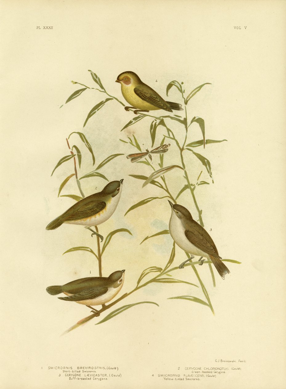 Smicrornis a Becco Corto o Weebill, 1891 da Gracius Broinowski