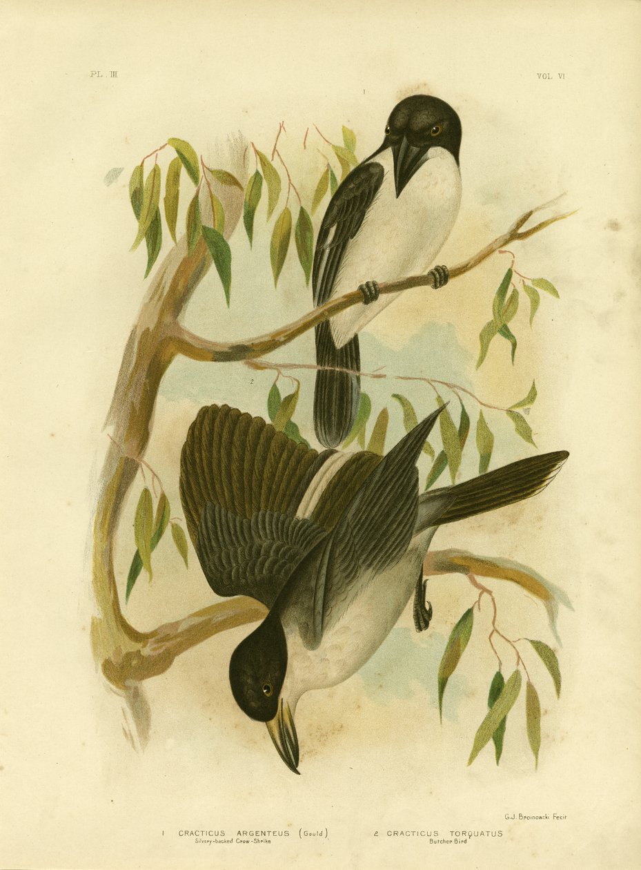 Corvo-scricciolo dal dorso argentato o uccello macellaio dal dorso argentato, 1891 da Gracius Broinowski