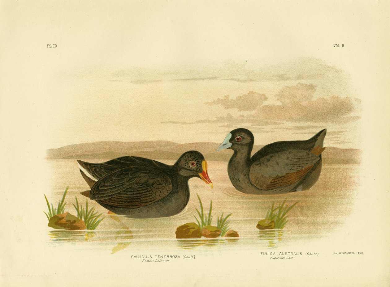Gallinula scura o folaga scura, 1891 da Gracius Broinowski