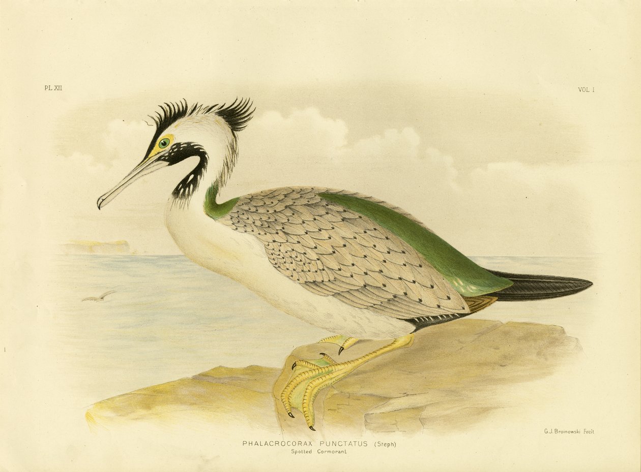 Cormorano maculato, 1891 da Gracius Broinowski