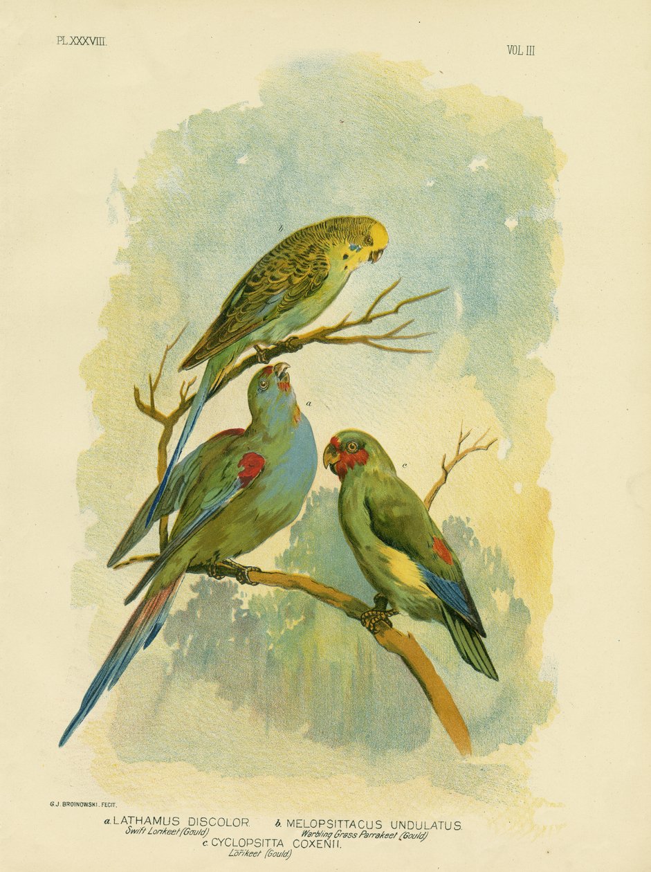 Lorichetti veloci, 1891 da Gracius Broinowski