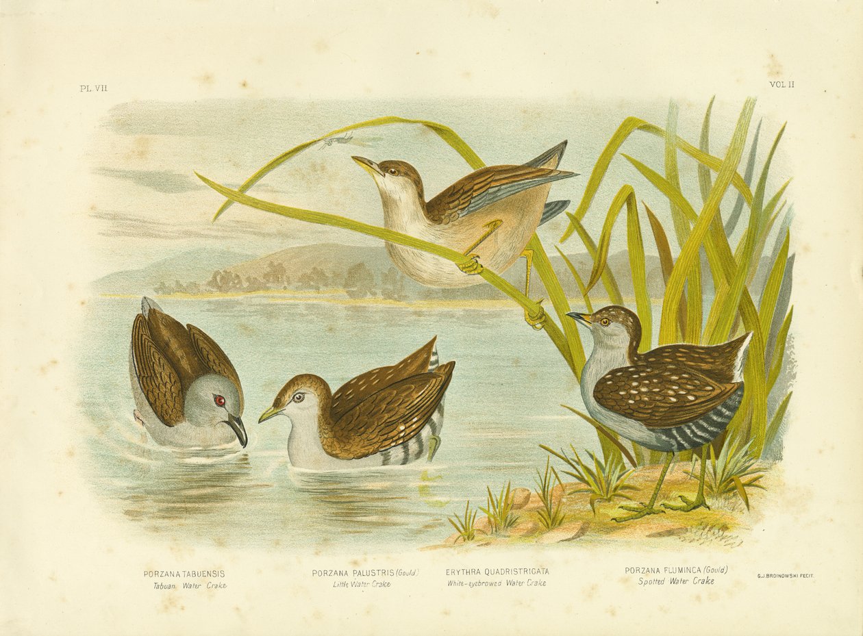 Tabuan Water Crake o Sooty Crake, 1891 da Gracius Broinowski