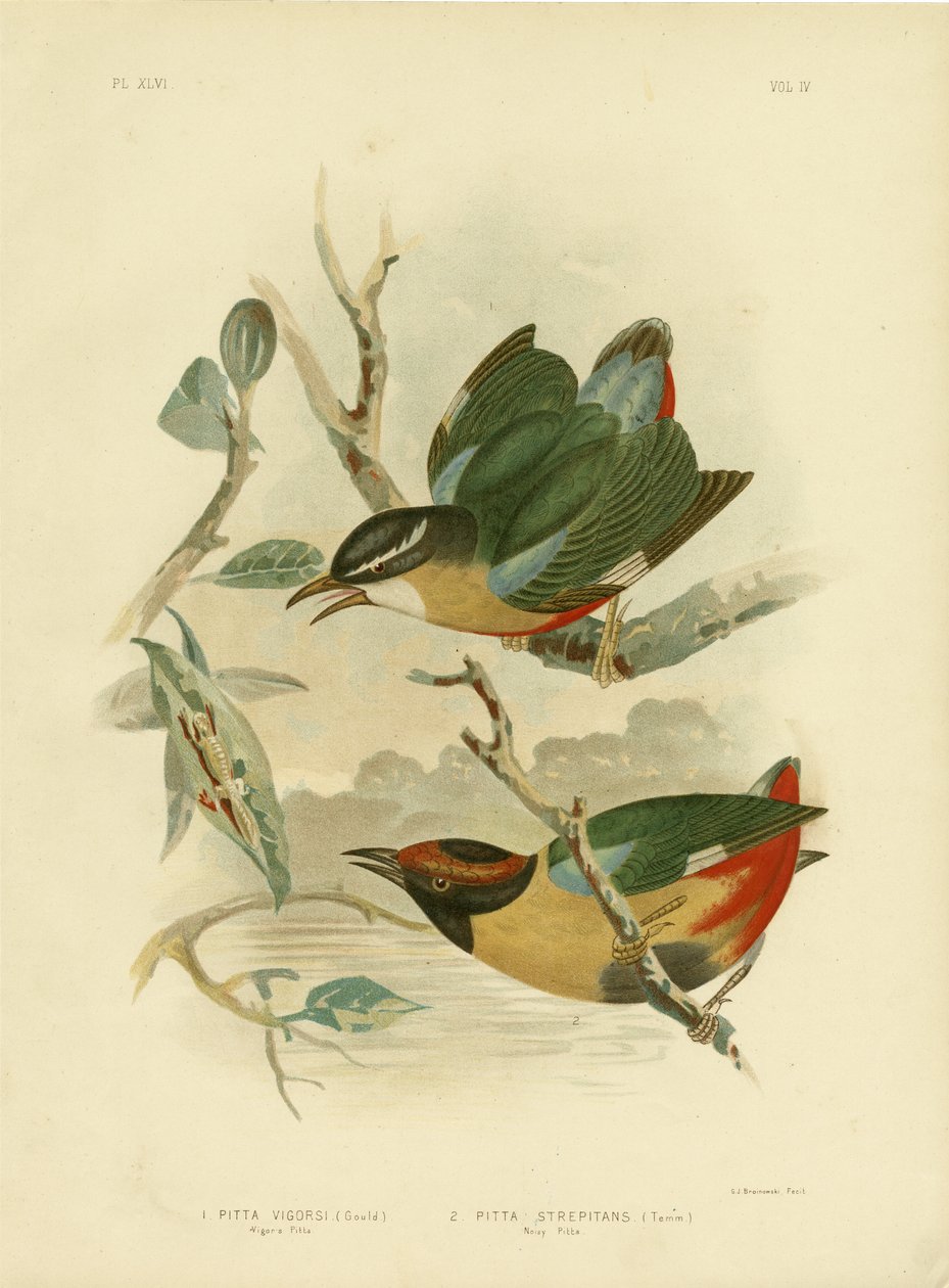 Pitta elegante, 1891 da Gracius Broinowski