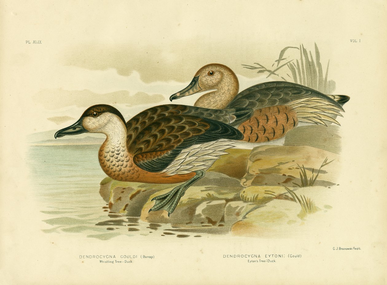 Anatra Fischiante o Anatra Fischiante Errante, 1891 da Gracius Broinowski