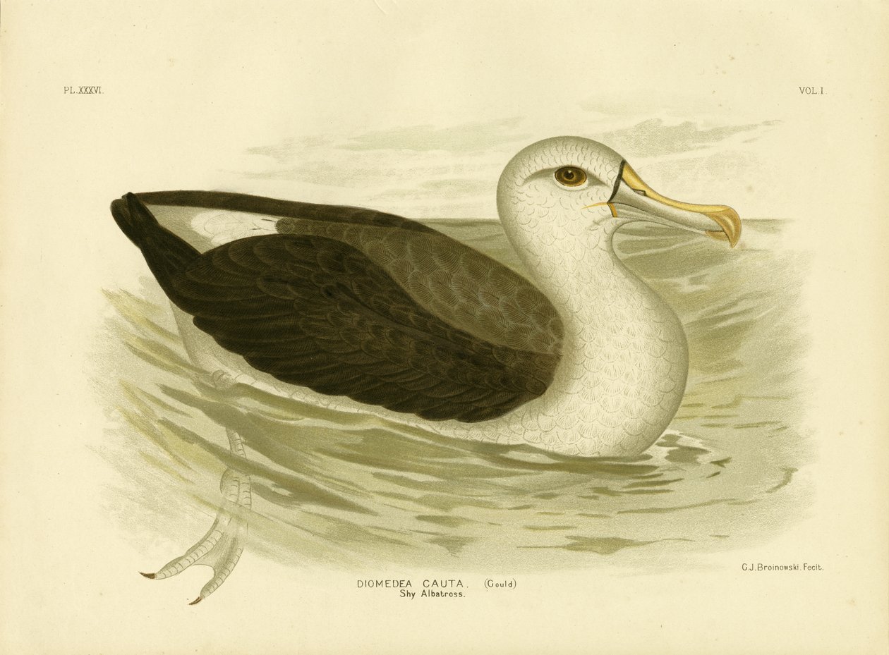 Albatros dalla Testa Bianca, 1891 da Gracius Broinowski