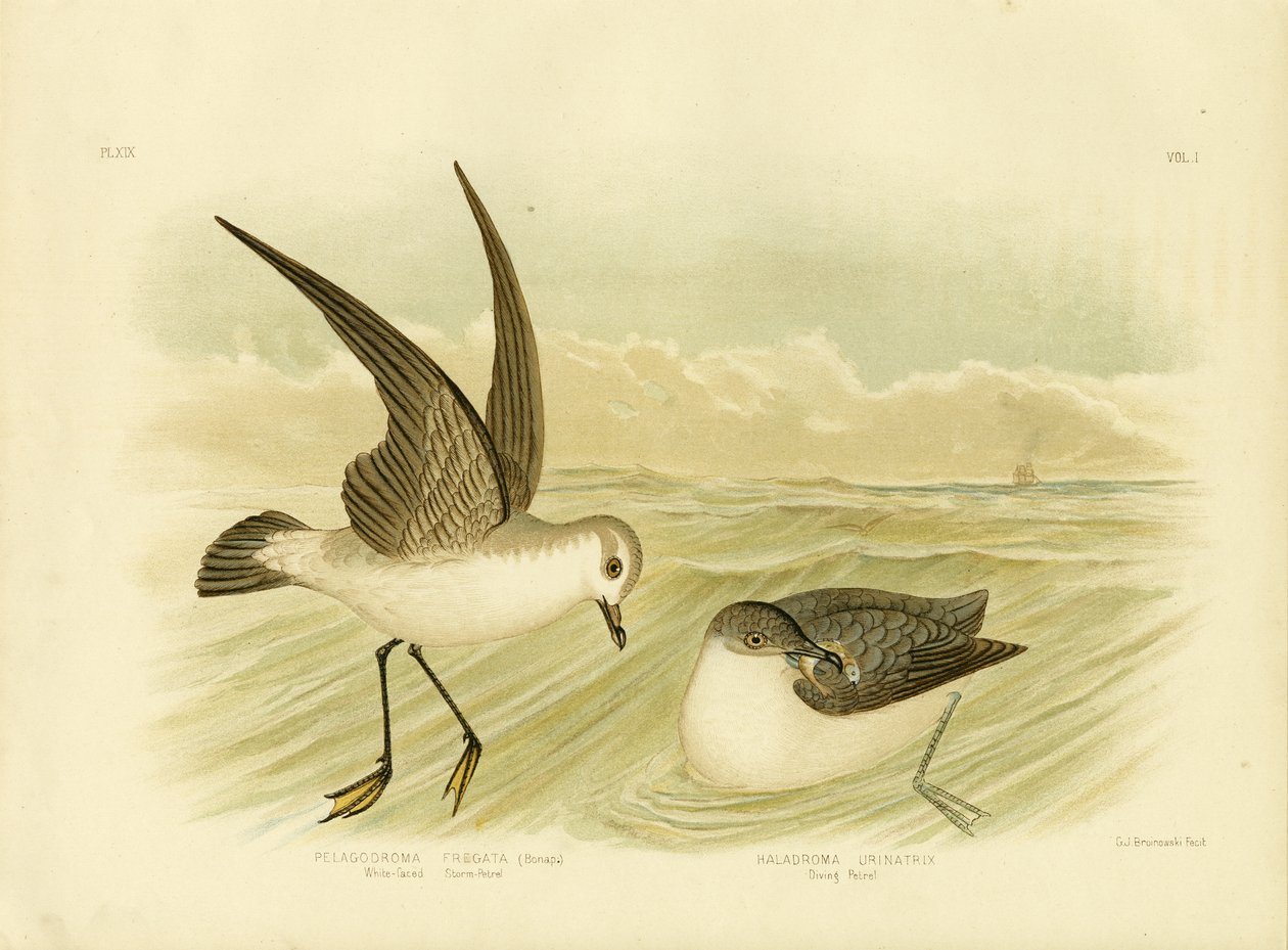 Petrello facciabianca, 1891 da Gracius Broinowski