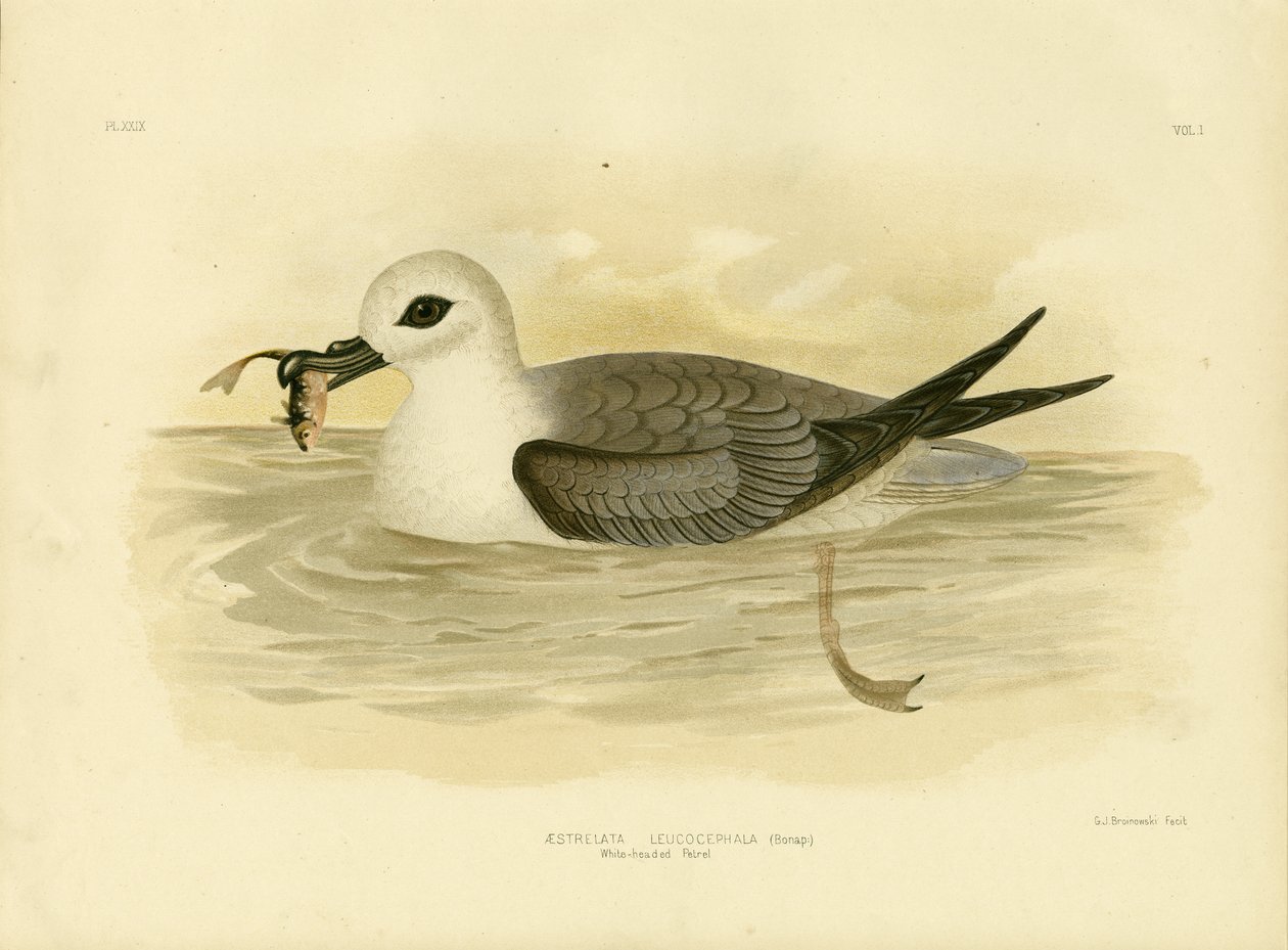Petrello Testabianca, 1891 da Gracius Broinowski