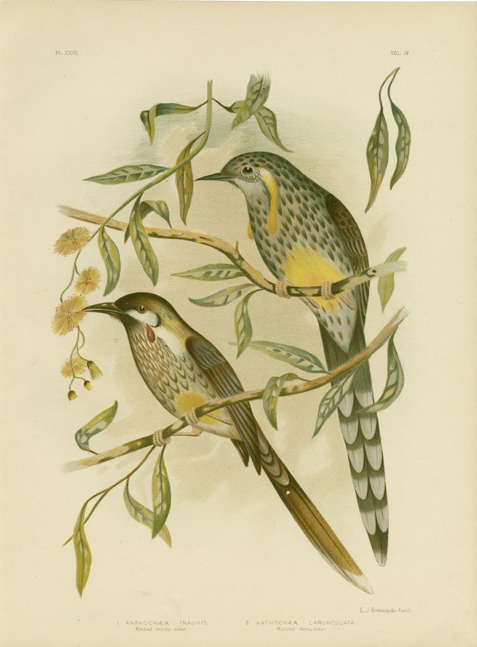 Uccello Giallo, 1891 da Gracius Broinowski