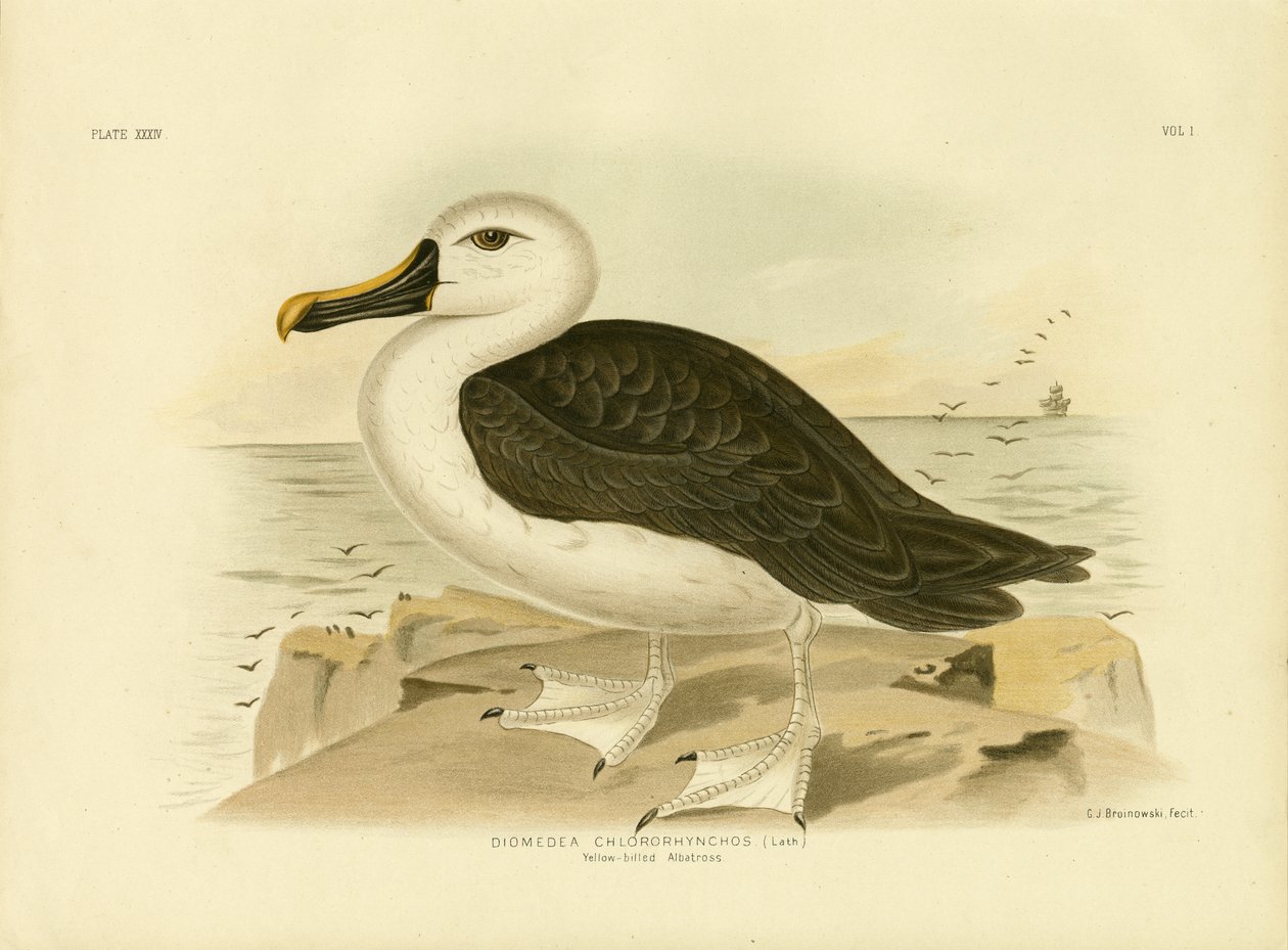 Albatros dal Naso Giallo, 1891 da Gracius Broinowski
