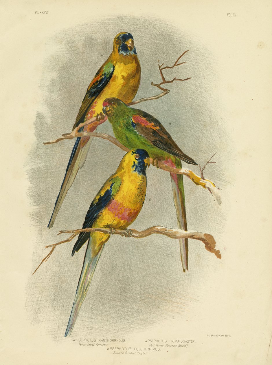 Parrocchetto a ventre giallo, 1891 da Gracius Broinowski