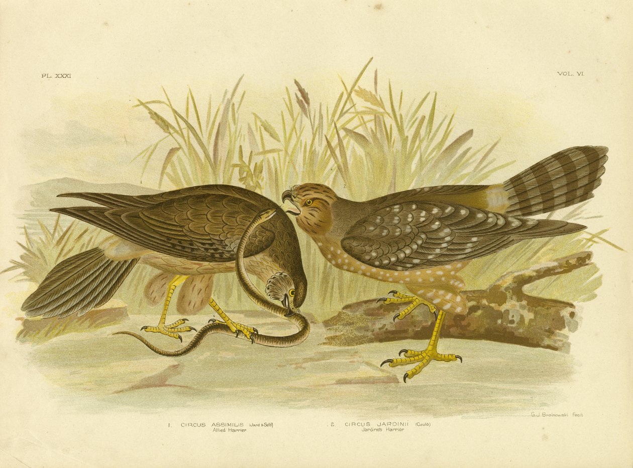 Allied Harrier o Spotted Harrier, 1891 da Gracius Broinowski