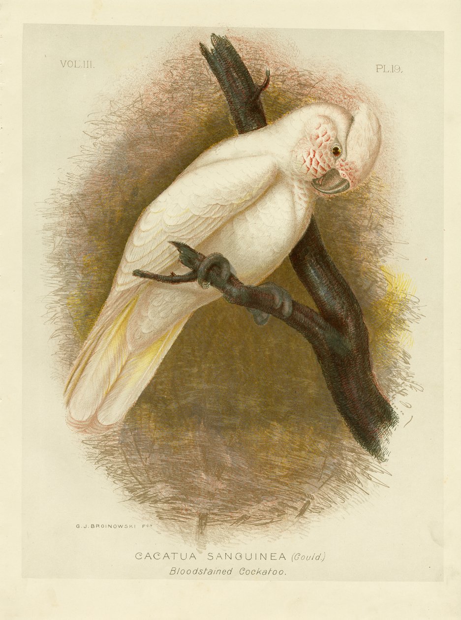 Cacatua macchiato di sangue, 1891 da Gracius Broinowski