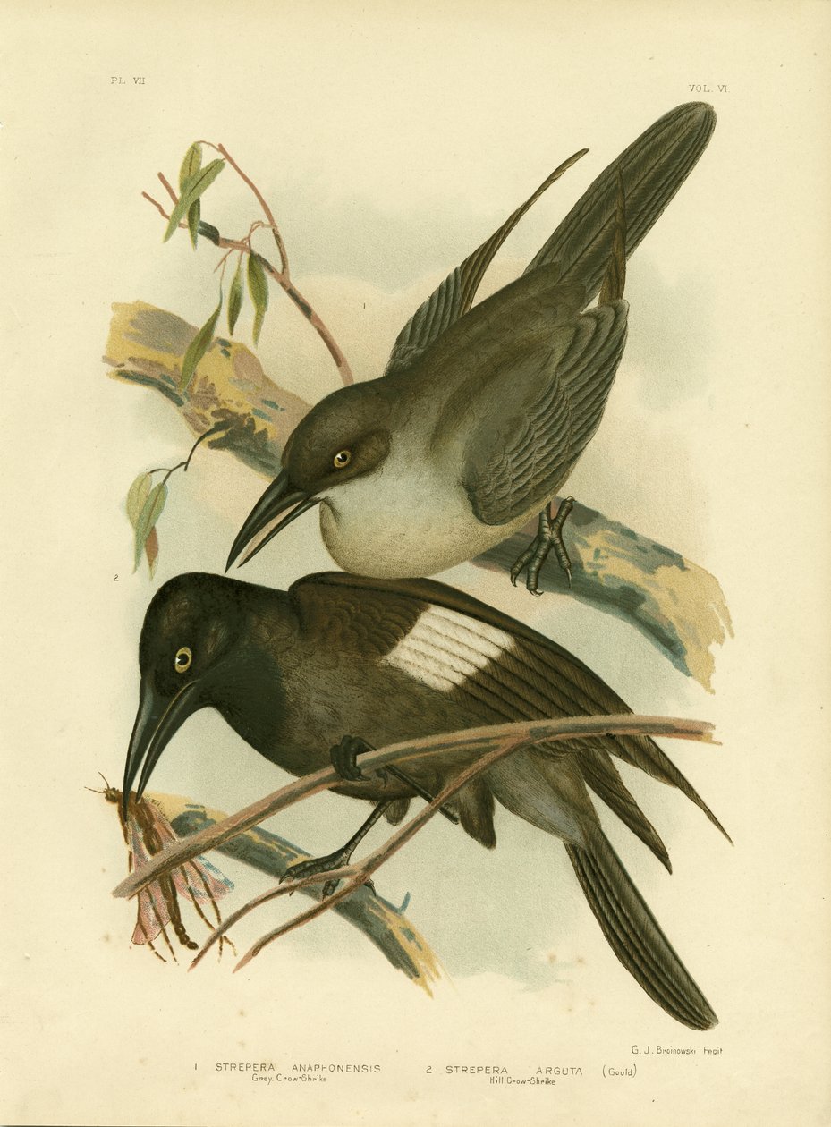 Corvo grigio, 1891 da Gracius Broinowski