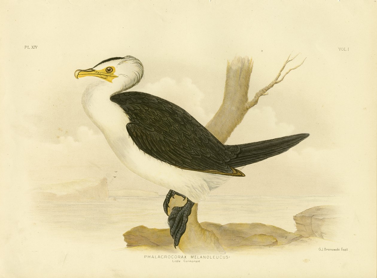 Piccolo Cormorano, 1891 da Gracius Broinowski