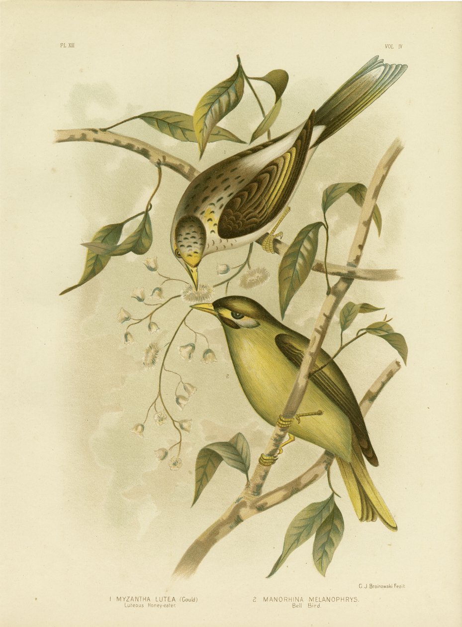 Luteous Honeyeater o Miner dalla gola gialla da Gracius Broinowski