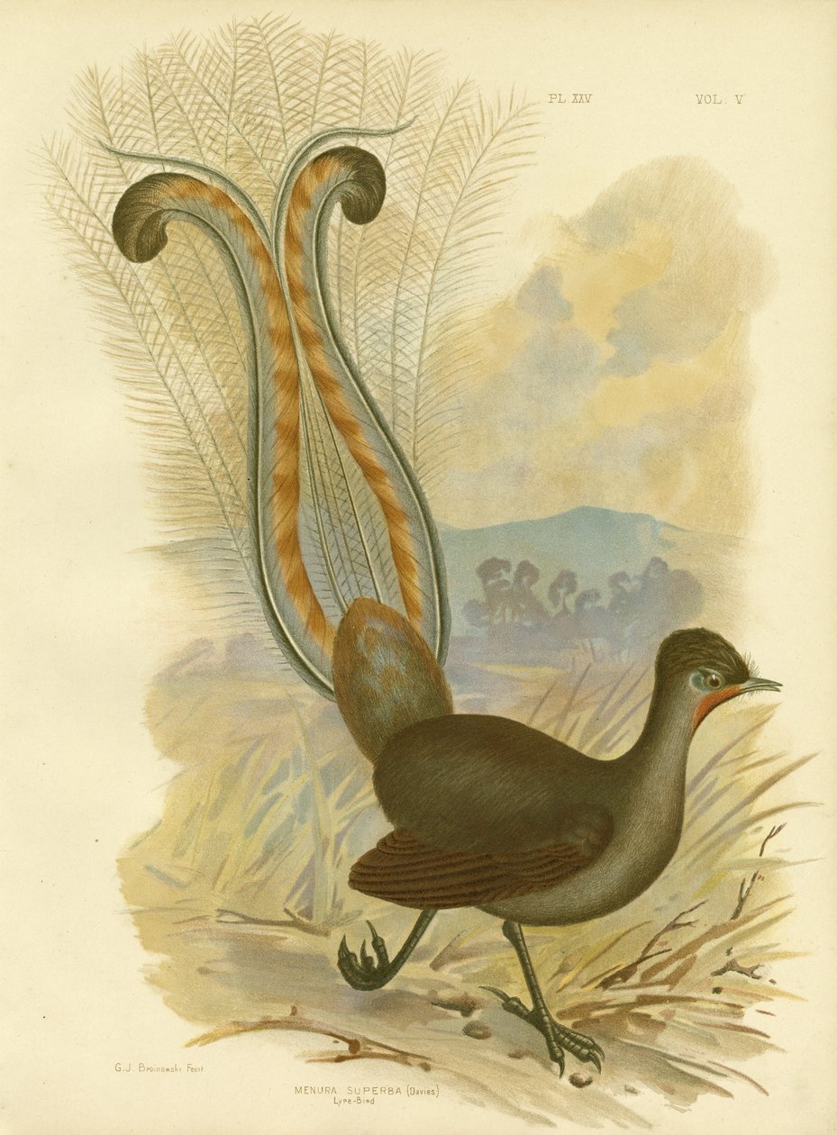 Uccello lira, 1891 da Gracius Broinowski