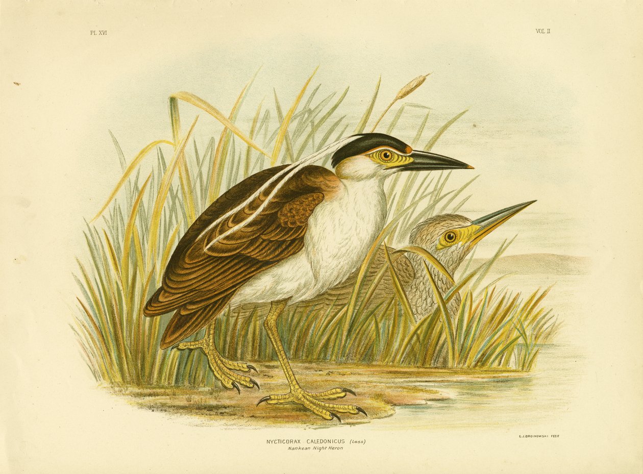 Nitticora nankeana, 1891 da Gracius Broinowski