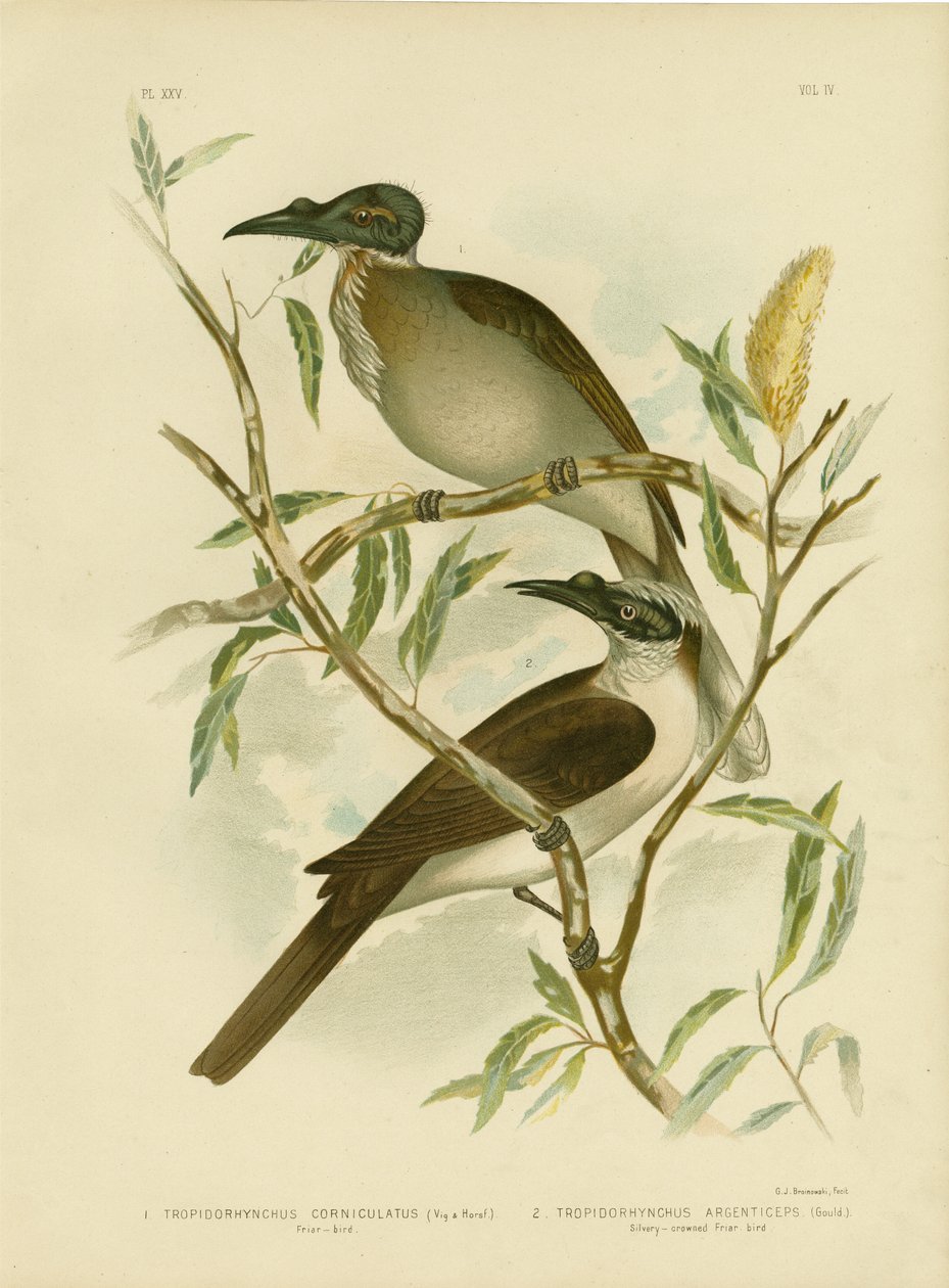 Uccello frate rumoroso, 1891 da Gracius Broinowski