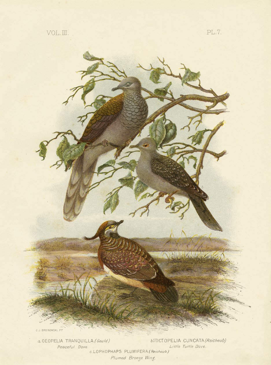 Colomba pacifica, 1891 da Gracius Broinowski