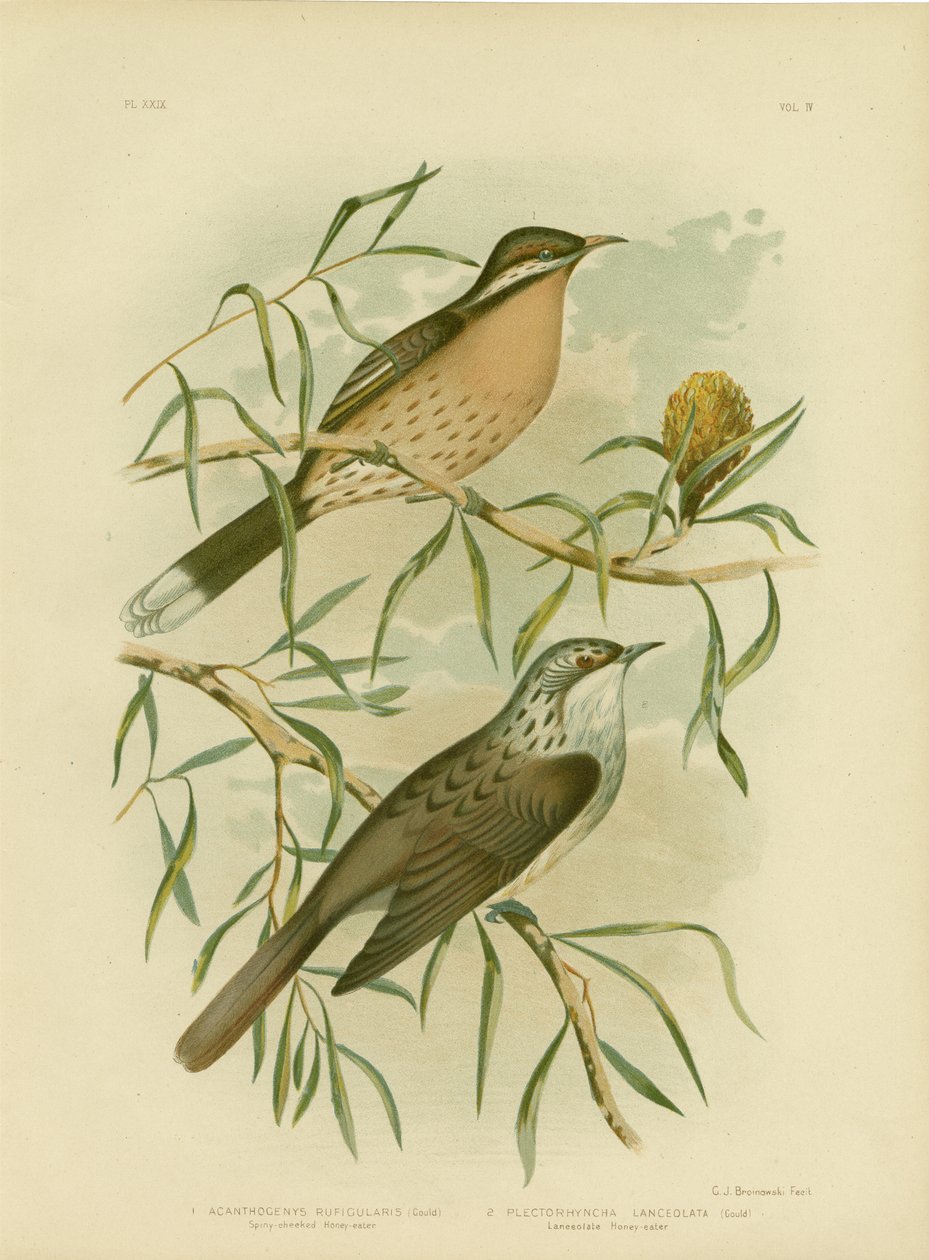 Melifago guance spinose, 1891 da Gracius Broinowski
