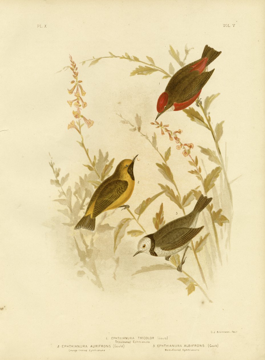 Ephthianura tricolore, 1891 da Gracius Broinowski