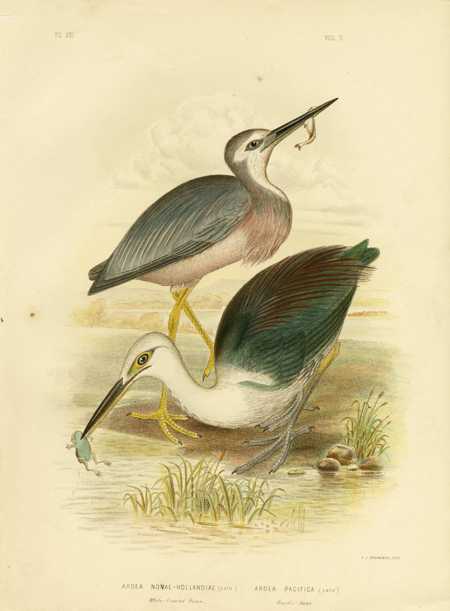 Airone facciabianca, 1891 da Gracius Broinowski