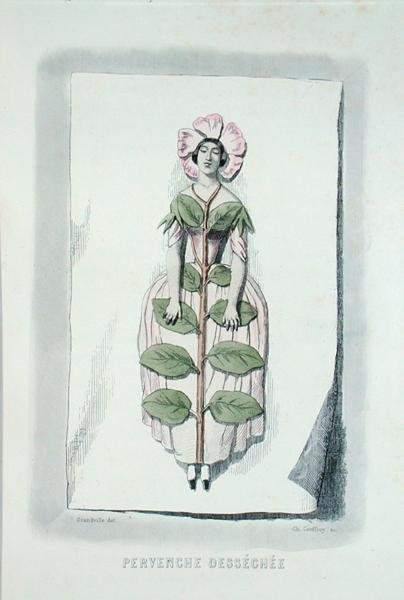 Pervinca appassita, da 