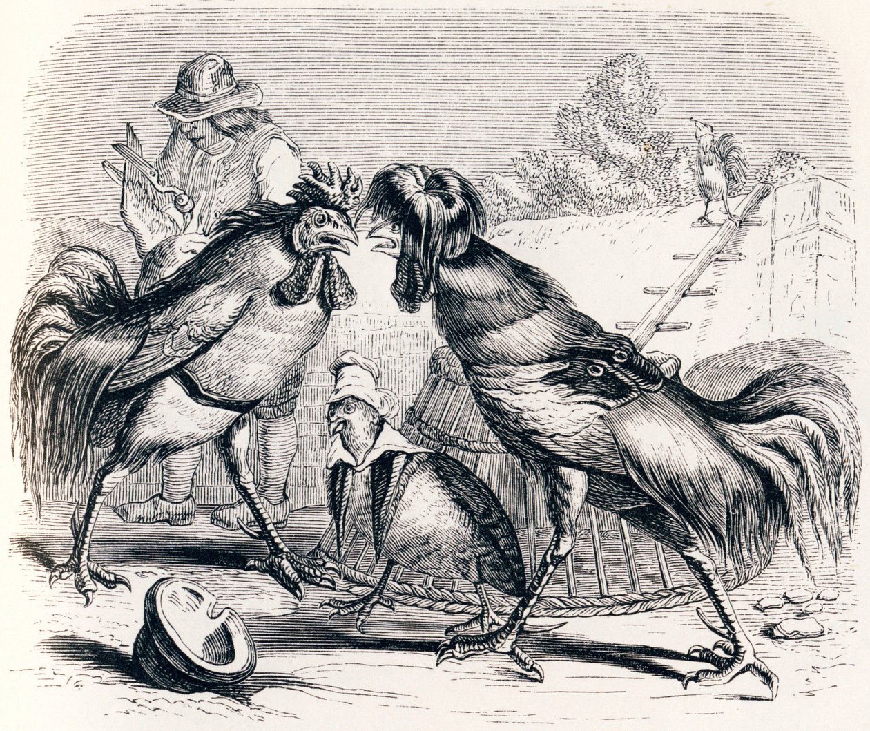 La pernice e i due galli - Favole di La Fontaine da Grandville