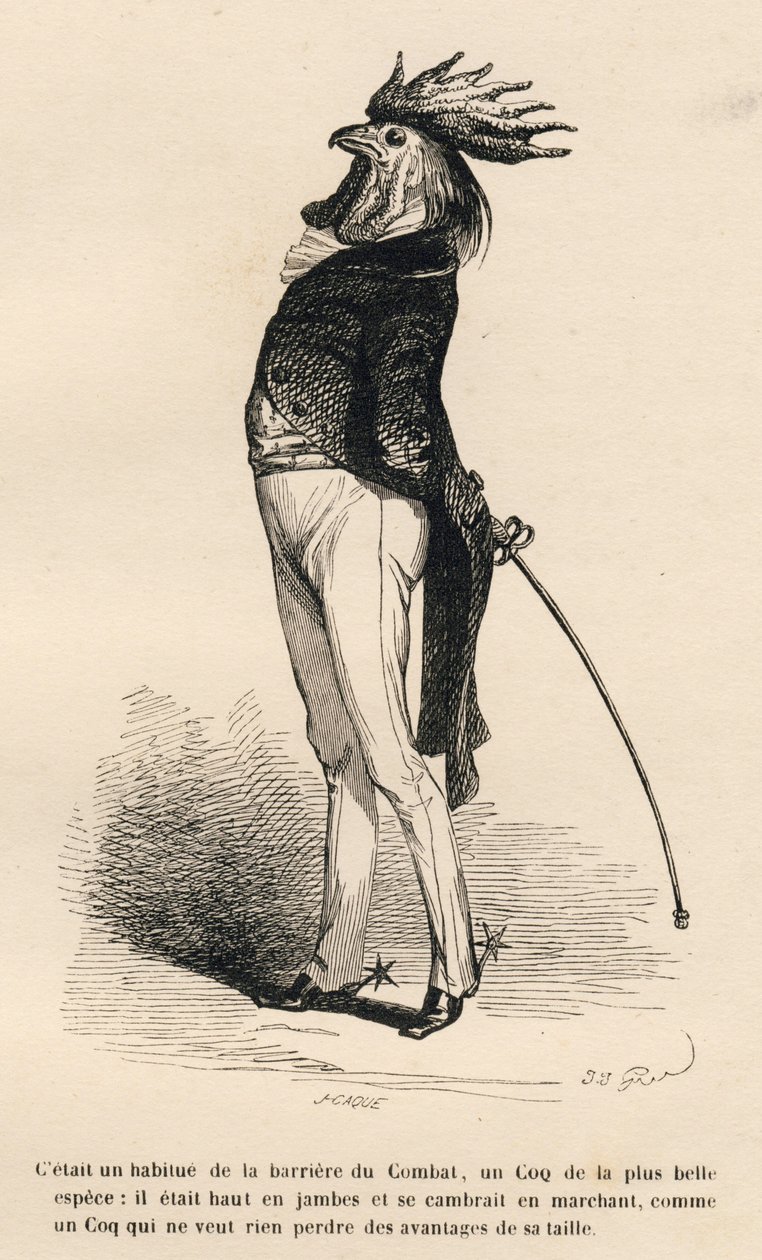 Gallo abituato alla barriera di combattimento che cammina fieramente. Vignette illustrate da JJ Granville. Incisione firmata Caque nella parte "Storia di una lepre" scritto da PJ Stahl in "Scene della vita privata e pubblica degli animali". Parigi, J. Hetz da Grandville