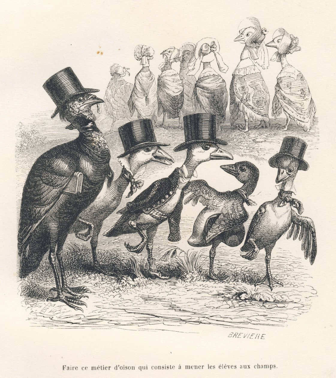 Mestiere di oca che consiste nel portare gli alunni nei campi. Le oche si allontanano dal loro bambino. Vignette illustrate da JJ Granville. Incisione firmata Breviere nella parte intitolata "Guida-asino per gli animali che vogliono raggiungere gli onori"  da Grandville