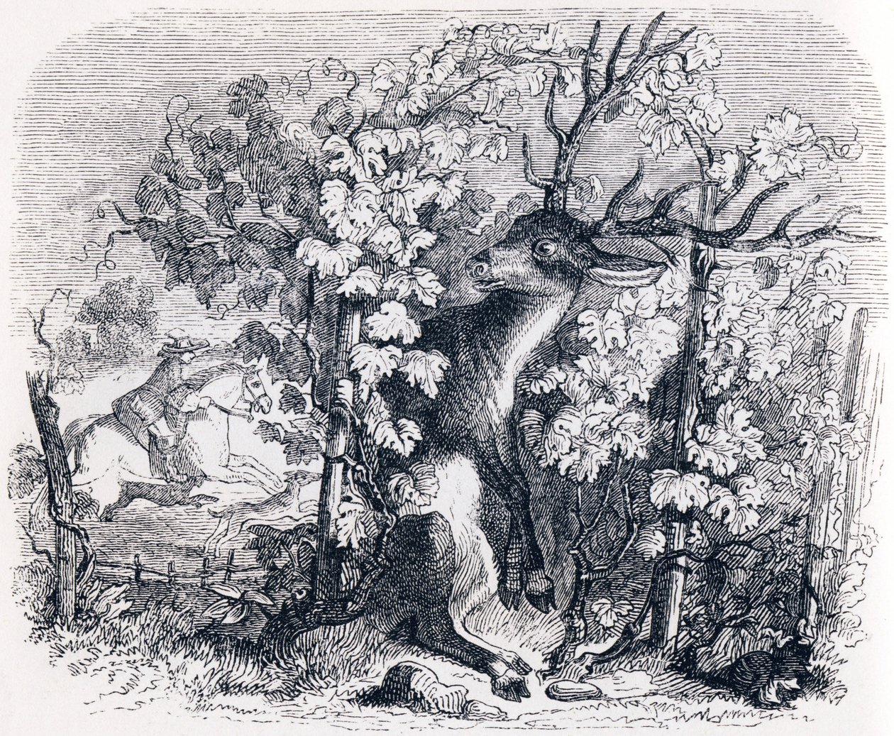 Il cervo e la vite - Favole di La Fontaine da Grandville