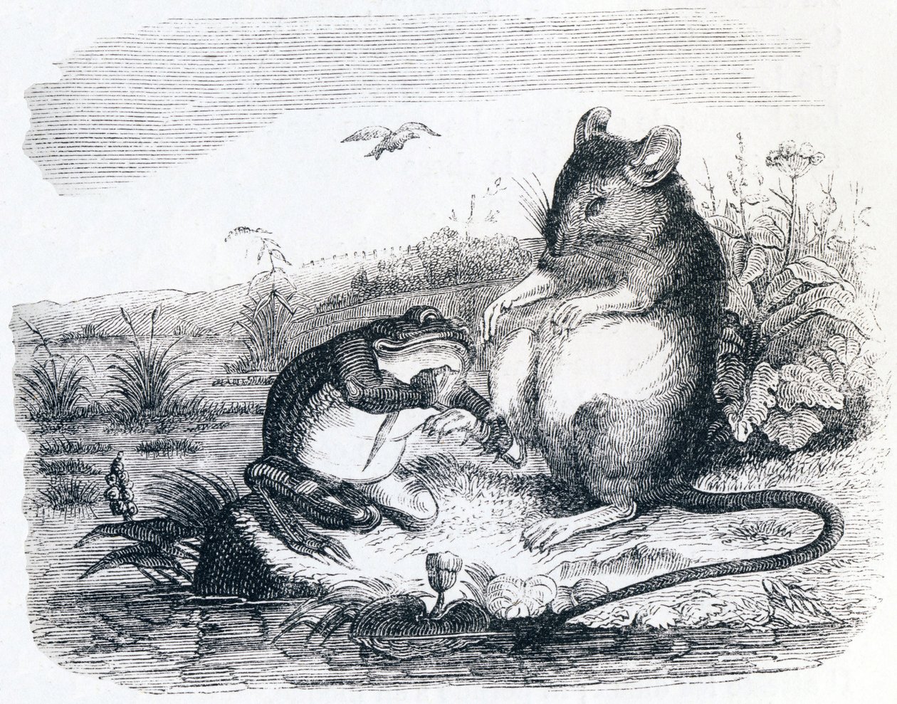 La rana e il topo (La grenouille et le rat) - Favole di La Fontaine da Grandville