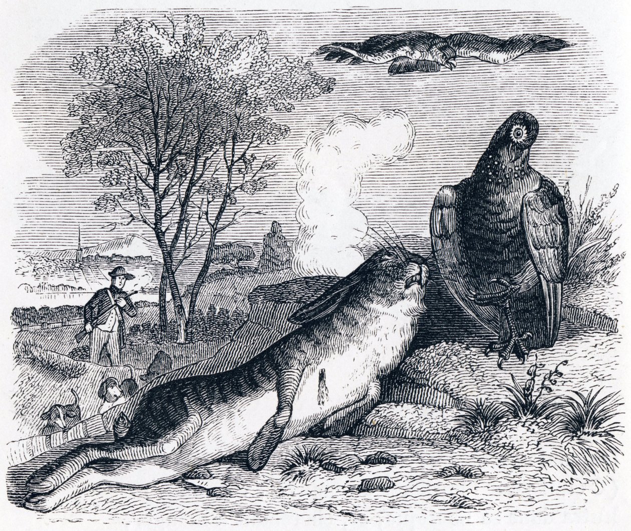 La lepre e la pernice (Le lièvre et la perdrix) - Favole di La Fontaine da Grandville