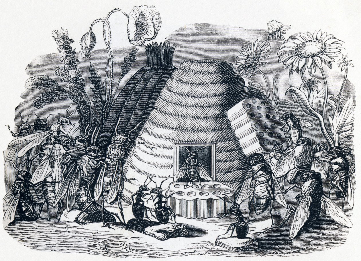 I calabroni e le api (Les frelons et les mouches à miel) - Favole di La Fontaine da Grandville