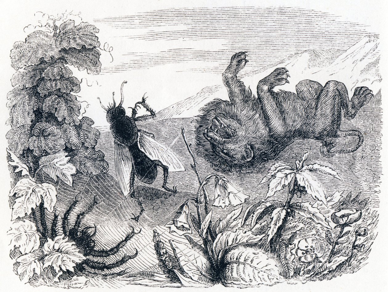 Il leone e la nebbia - Favole di La Fontaine da Grandville