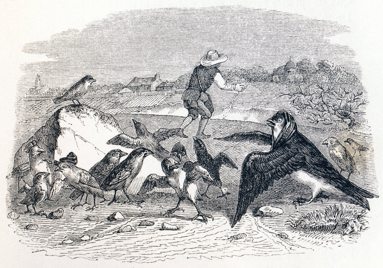 La rondine e i piccoli uccelli - Favole di La Fontaine da Grandville