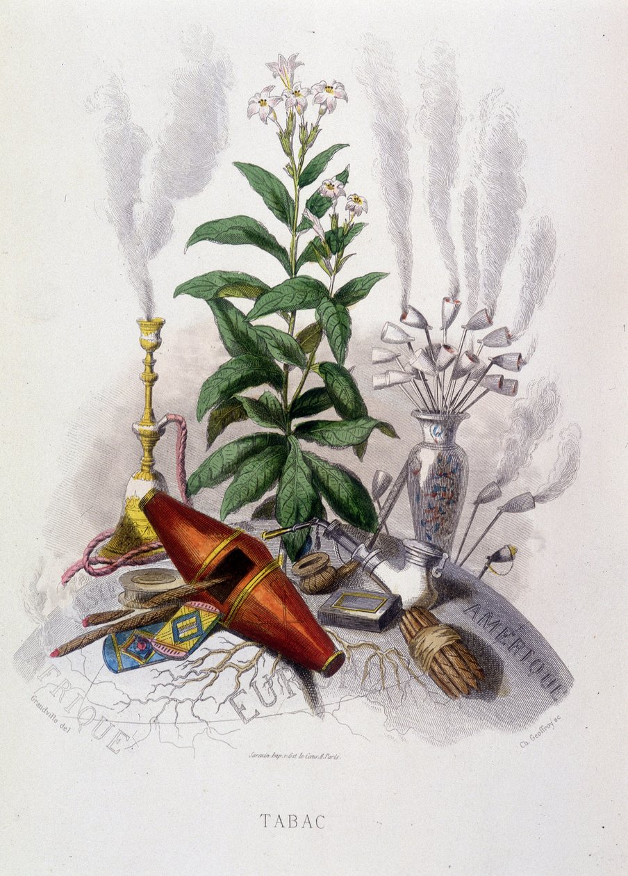 Pianta di tabacco e utensili per fumare - in 