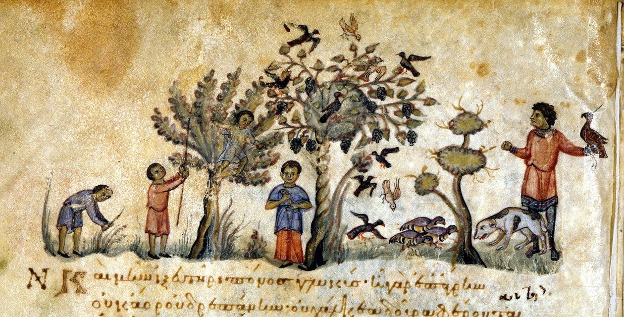 Caccia con falconi per catturare uccelli - in 
