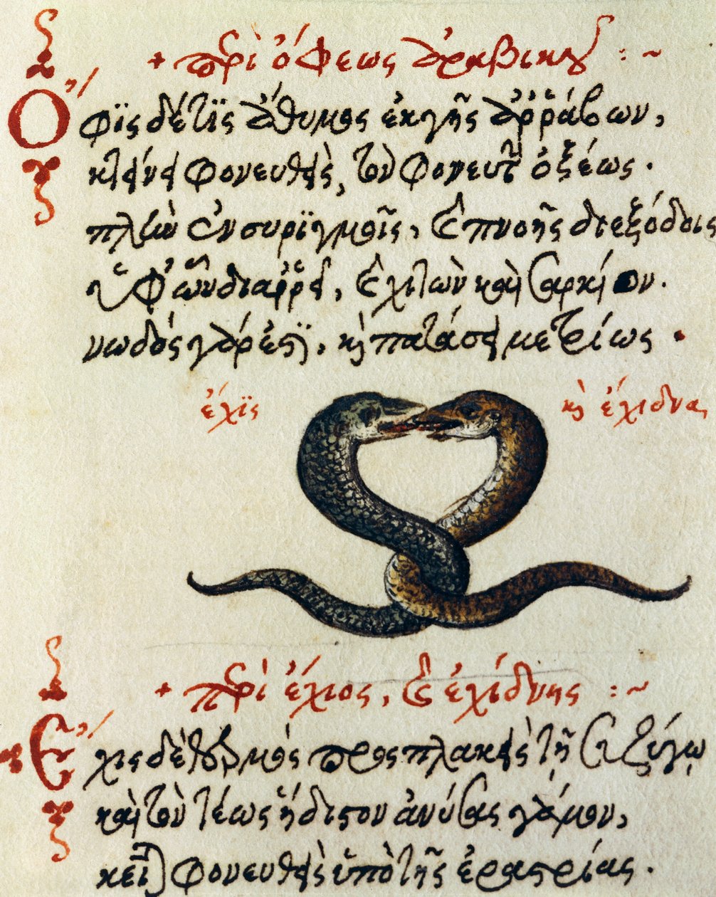 Accoppiamento di serpenti, test e miniatura da De animalium natura et proprietate libellus, di Eliano da Greek School