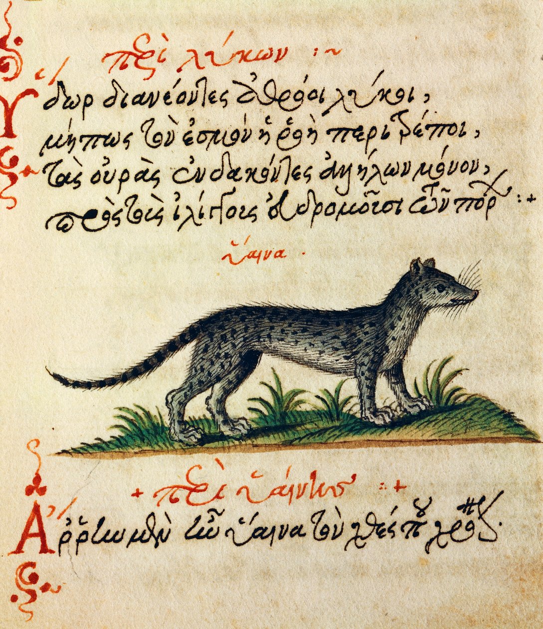 Trattato sulla Iena, testo e miniatura da De animalium natura et proprietate libellus di Eliano da Greek School