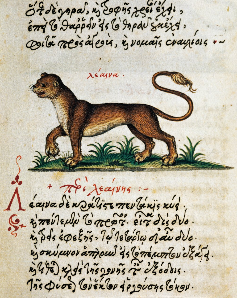 Trattato sul Leone, testo e miniatura da De animalium natura et proprietate libellus, di Eliano (II-III secolo d.C.) da Greek School