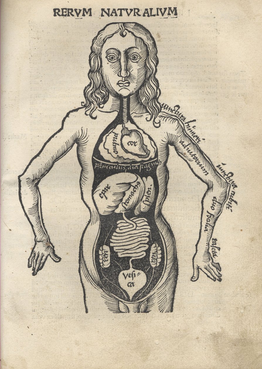Margarita Philosophica. Anatomia, 1504 da Gregor Reisch