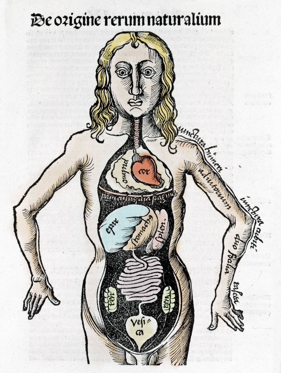 Sezione del corpo umano - in 