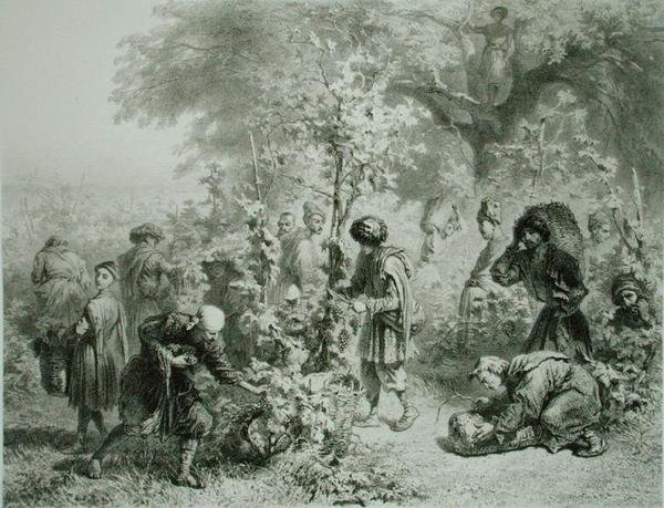 Vendemmia a Kakhetie, Georgia, tavola 30 da un libro sul Caucaso, inciso da Eugene Le Roux, pubblicato da Alfred Leon Lemercier, Parigi da Grigori Grigorevich (after) Gagarin