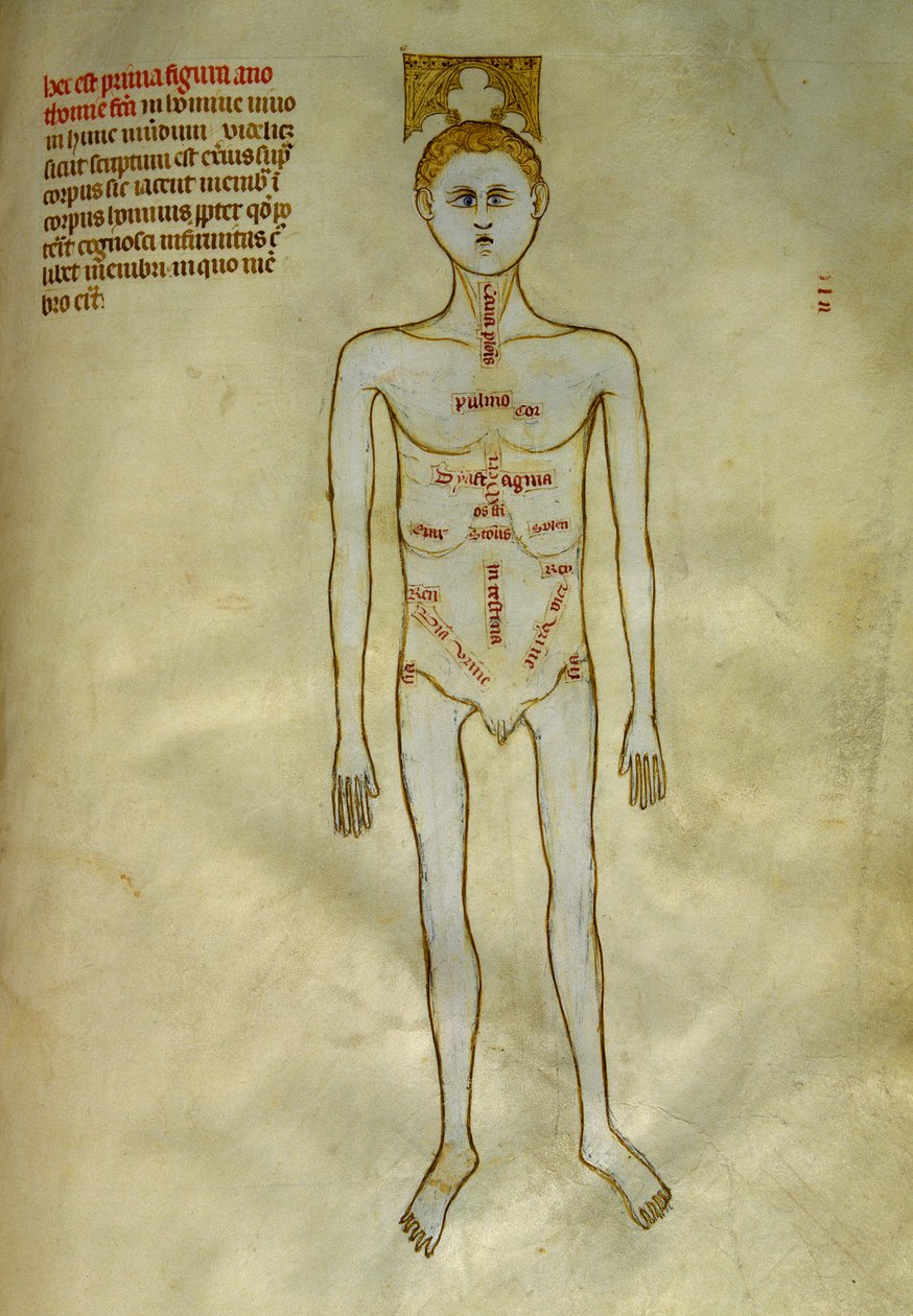 Tavole di anatomia e chirurgia: localizzazione degli organi maschili. In Liber notabilium Philippi septimi francorum regis, a libris Galieni extratus di Gui de Pavia circa 1345 da Guido da Vigevano da Pavia
